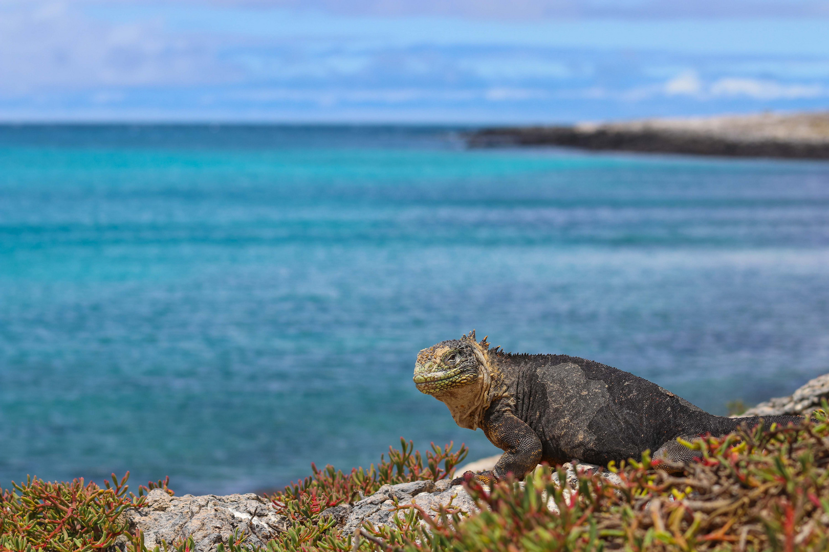 Iguana in Landschaft