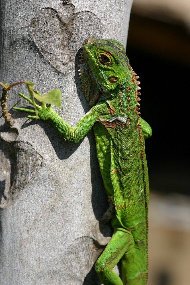 Iguana in love