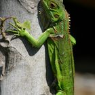 Iguana in love