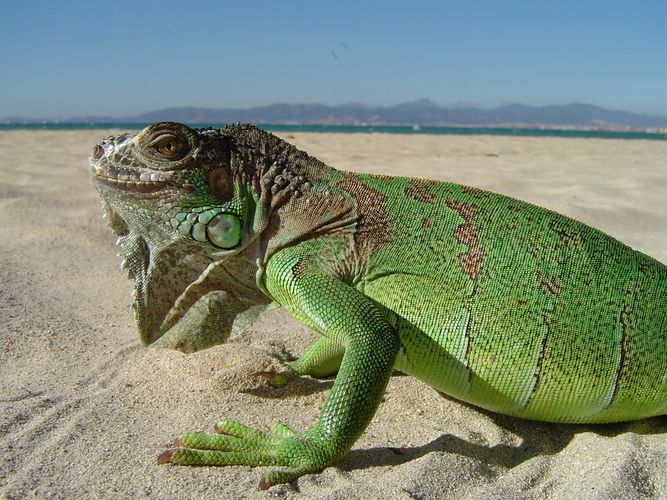 Iguana in s`Arenal Teil 2