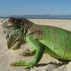 Iguana in s`Arenal Teil 2