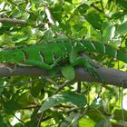 Iguana In Sauipe Coast - Bahia