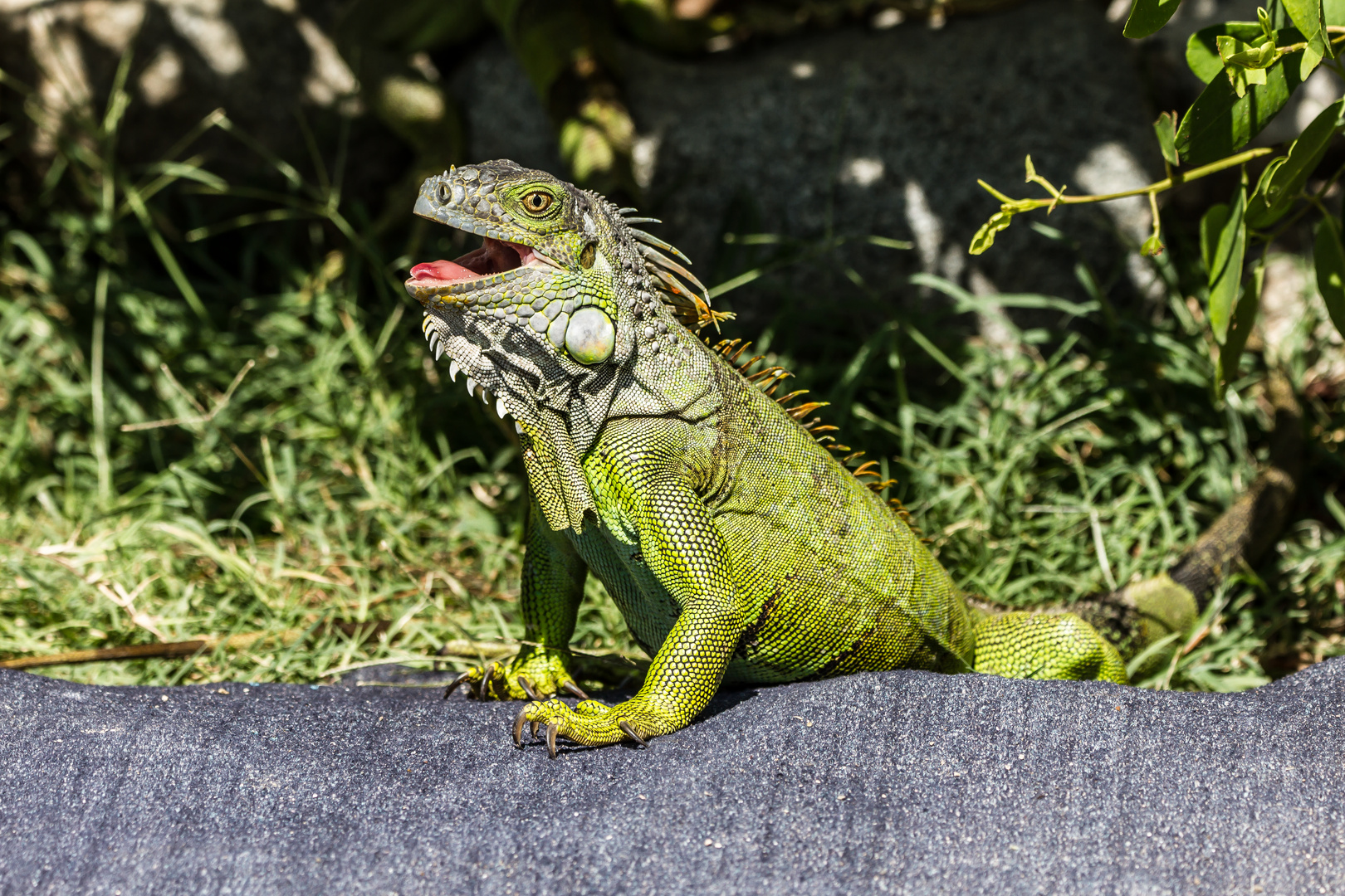 Iguana in St. Maarten