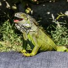 Iguana in St. Maarten