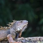 Iguana in the park