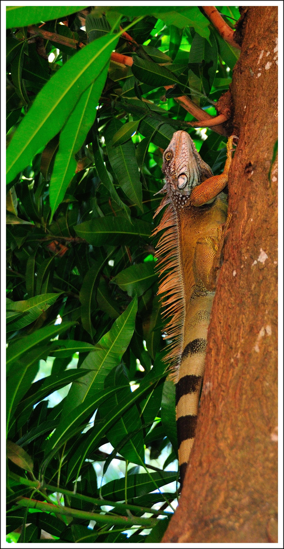 Iguana in the Wild