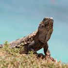 Iguana in Tulum/Mexico