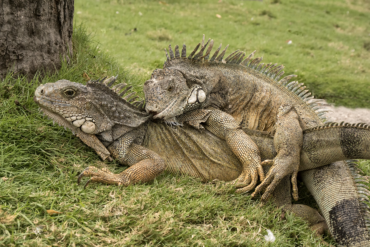 Iguana- Kamasutra