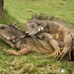 Iguana- Kamasutra