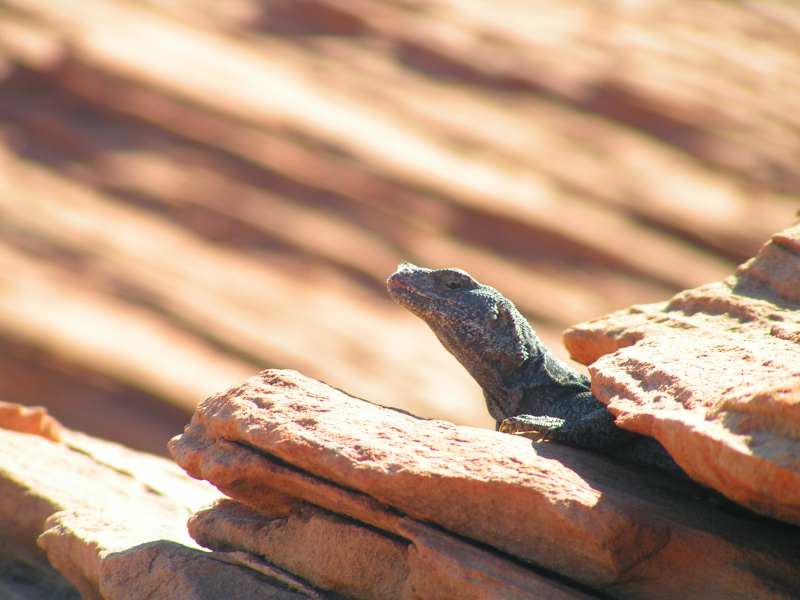 Iguana, Lake Powell