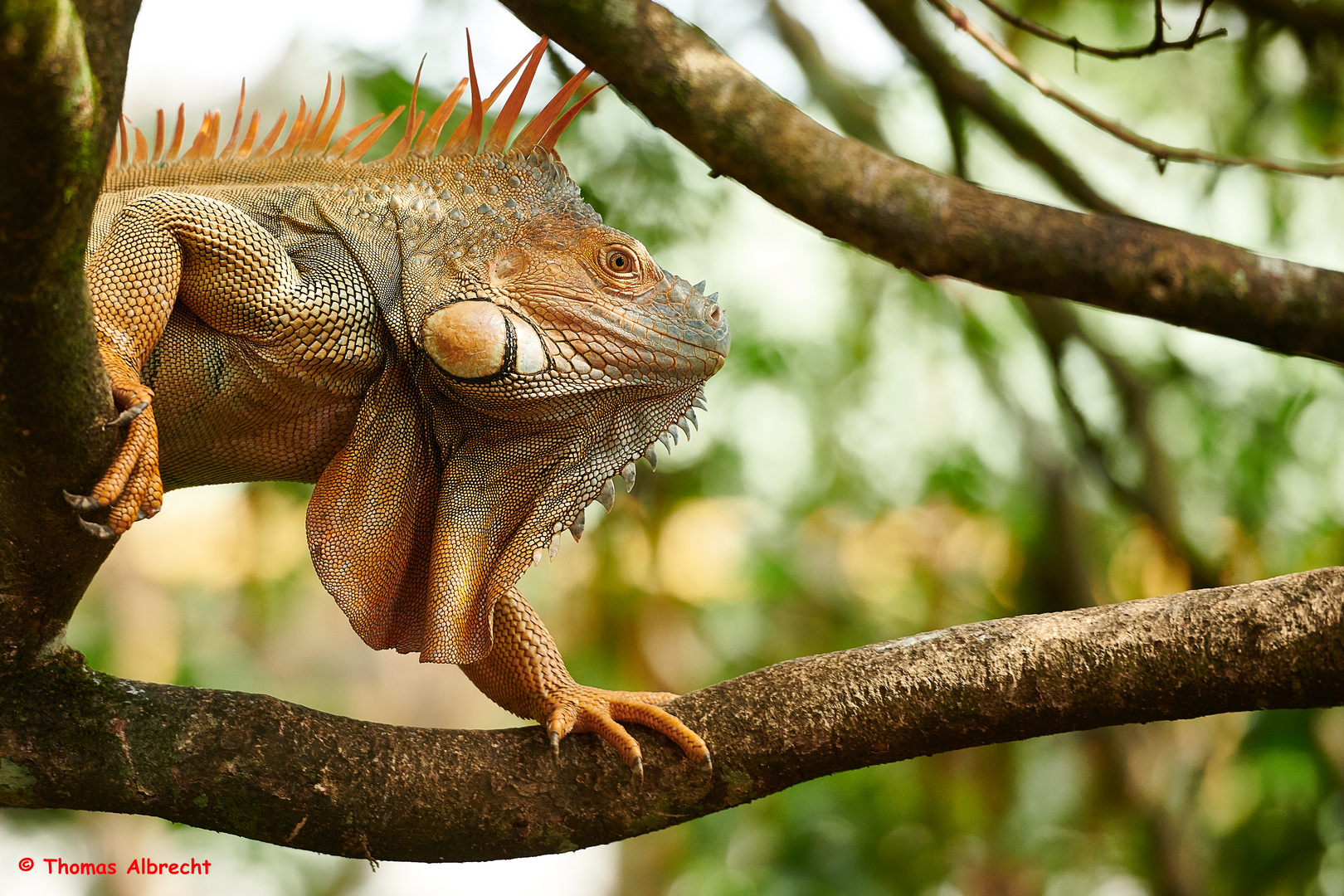 Iguana, Leguan