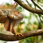 Iguana, Leguan