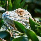 Iguana, Leguan