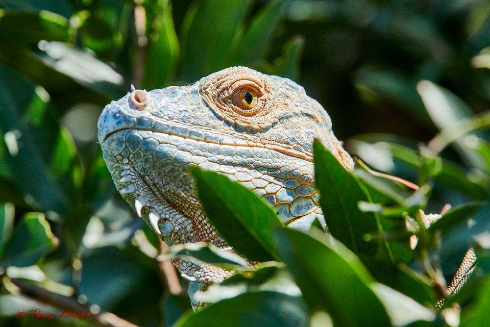 Iguana, Leguan