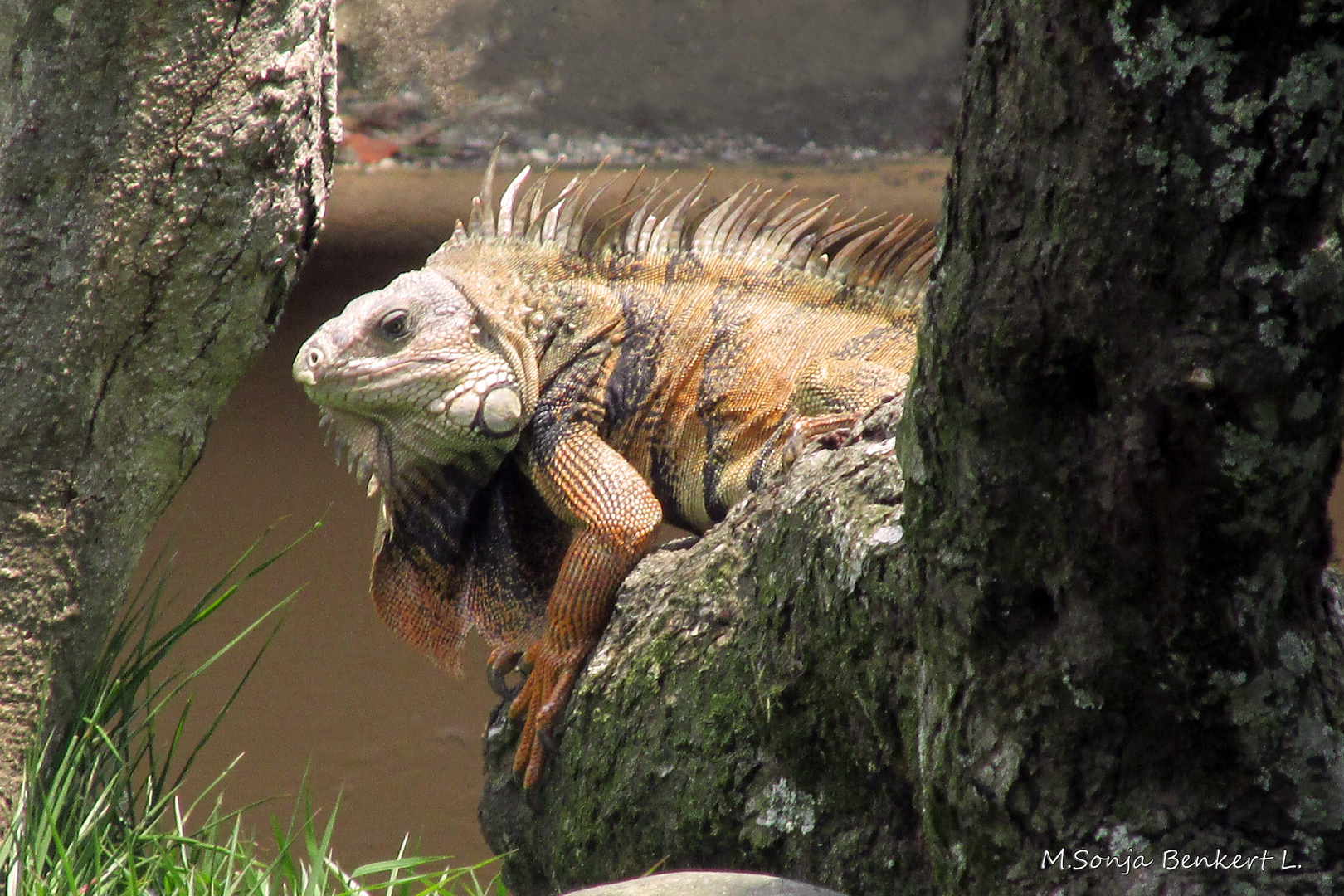 Iguana (Lizard)