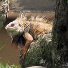 Iguana (Lizard)