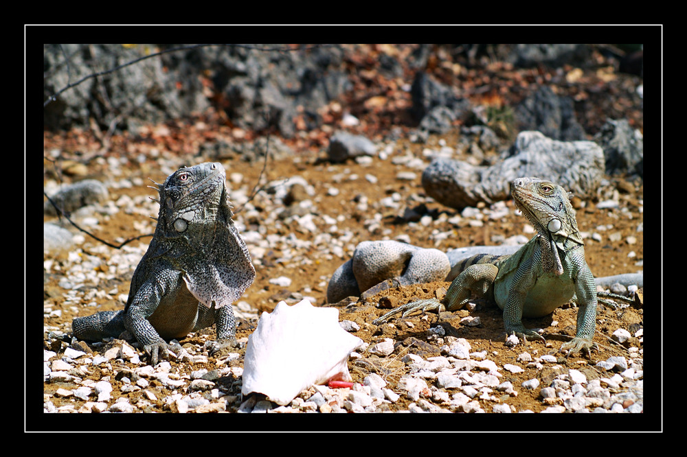 Iguana Love Foto & Bild tiere, wildlife, amphibien & reptilien Bilder