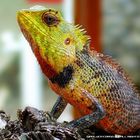 Iguana maldiviana