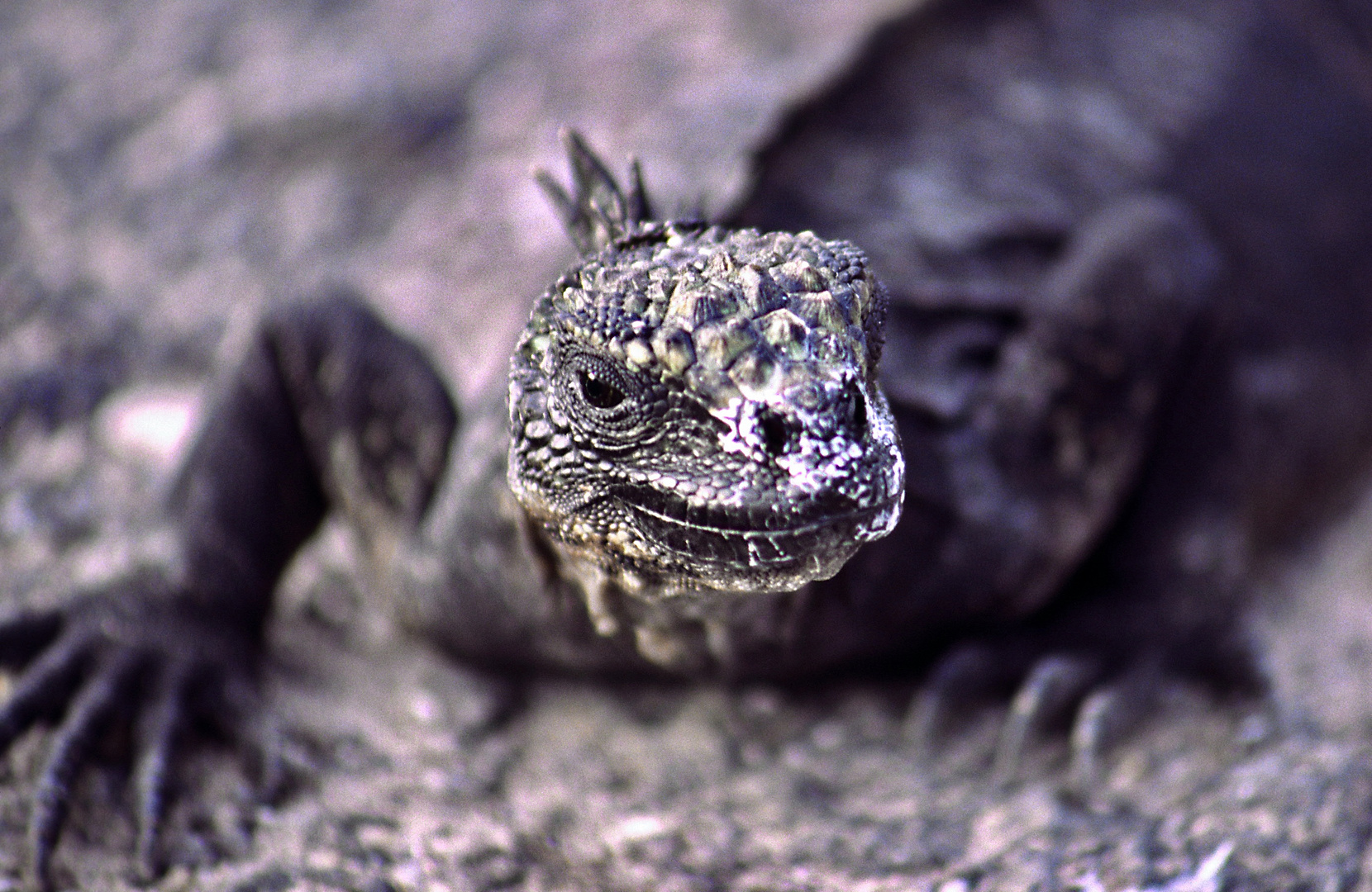 Iguana marina