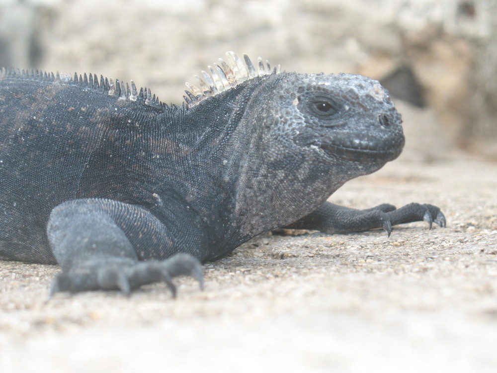 Iguana Marina de Galápagos