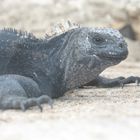 Iguana Marina de Galápagos