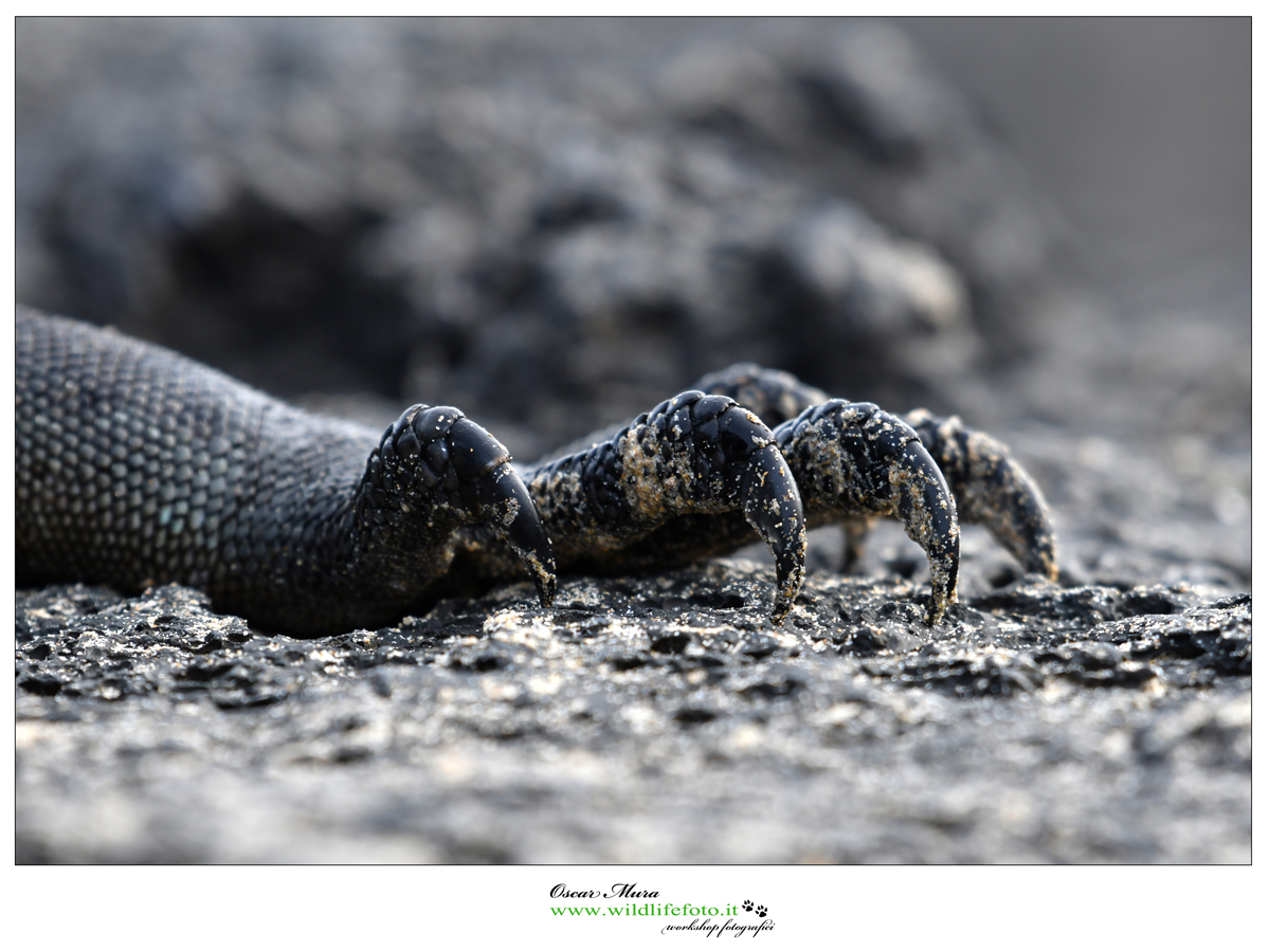 Iguana marina delle Galapagos workshop https://www.wildlifefoto.it