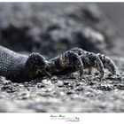 Iguana marina delle Galapagos workshop https://www.wildlifefoto.it