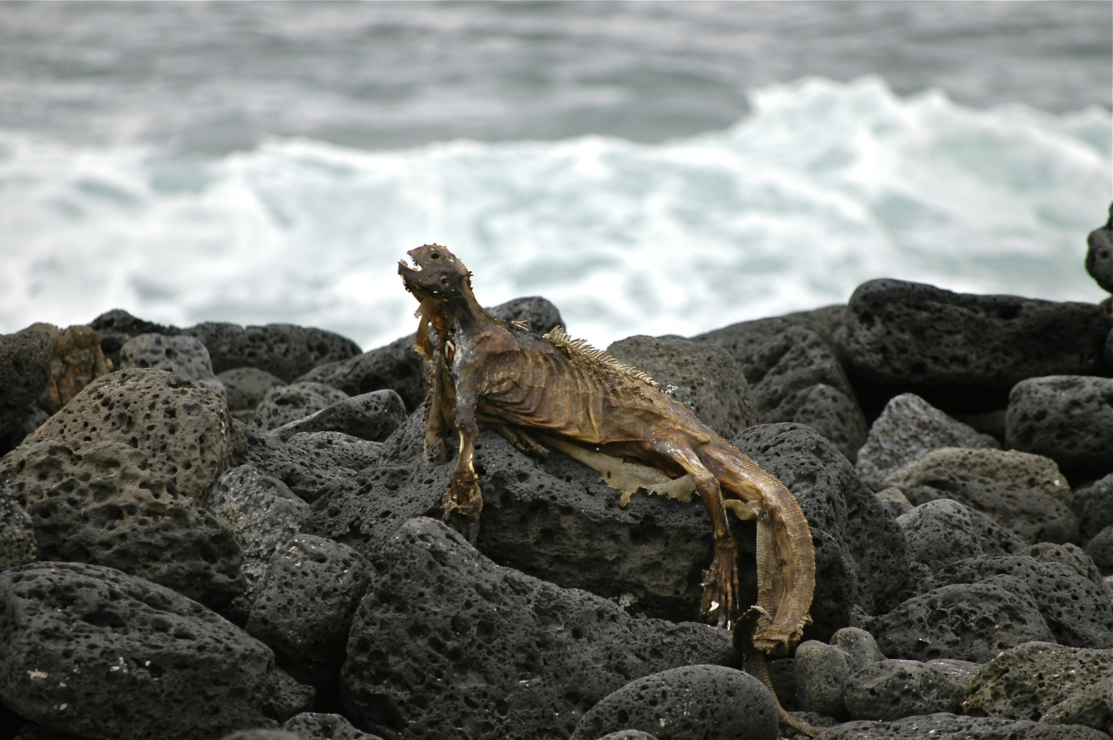 Iguana Mumie