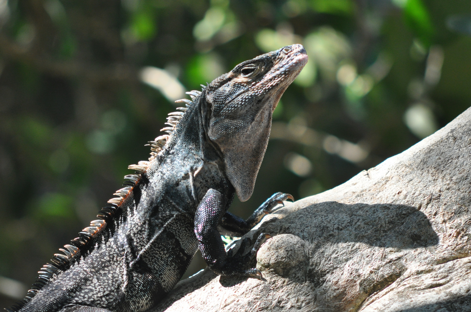 Iguana Negra