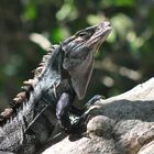 Iguana Negra