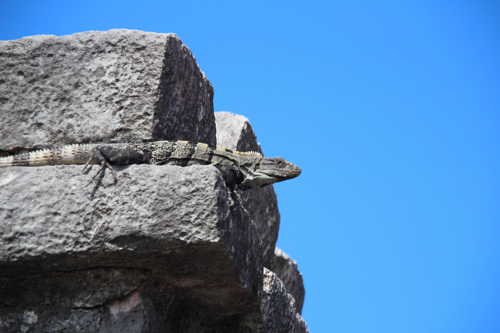 Iguana negro am Tempel von Tulum,Mexiko