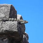 Iguana negro am Tempel von Tulum,Mexiko