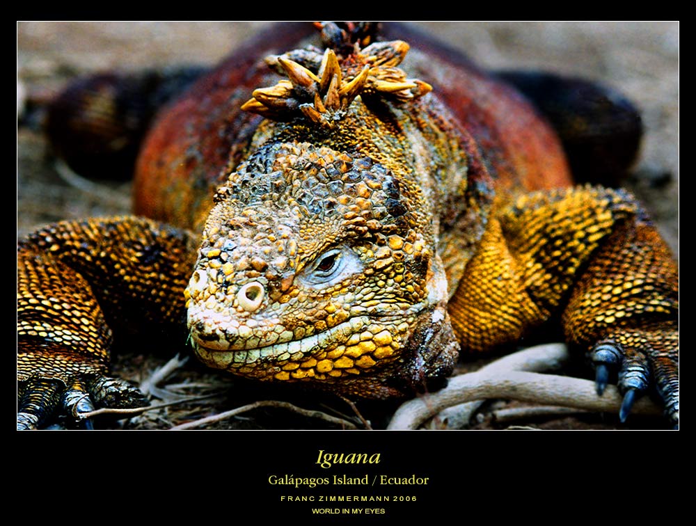 Iguana on Galápagos Island