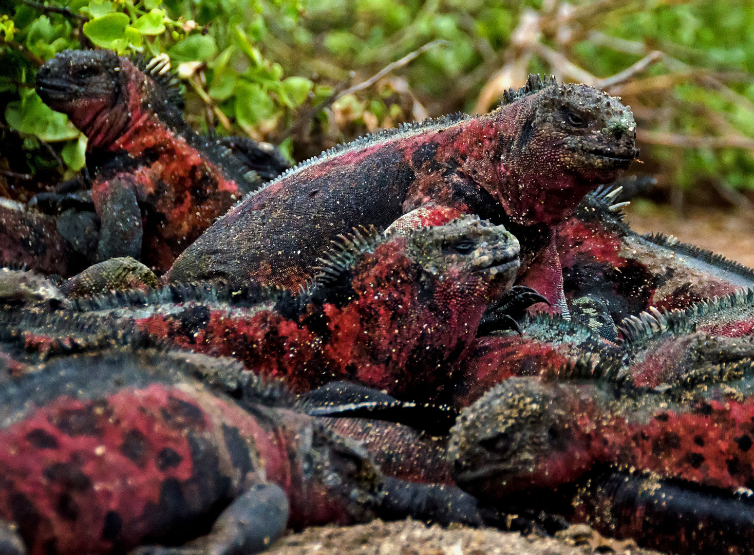 Iguana Pile