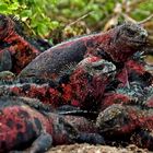 Iguana Pile