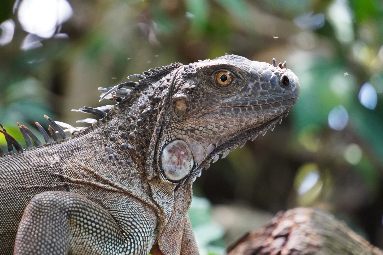 Iguana Portrait