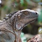 Iguana Portrait