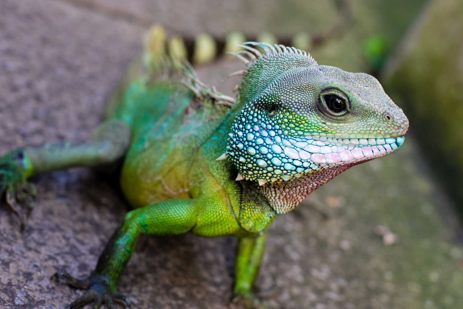 Iguana Portrait