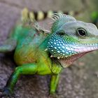 Iguana Portrait