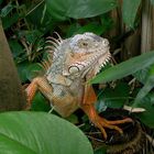 Iguana - South Florida - 1