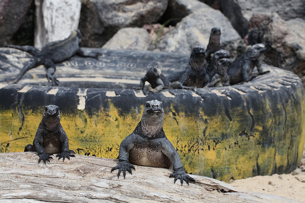 Iguana-Spielplatz