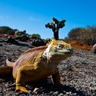 Iguana terrestre