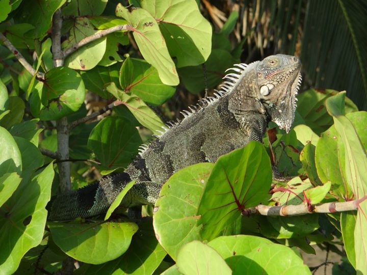 Iguana Tropical tomando el sol