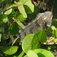 Iguana Tropical tomando el sol