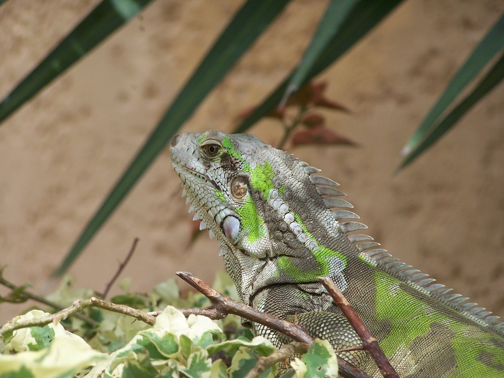 iguana venezolano