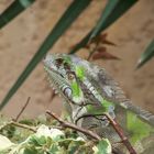 iguana venezolano