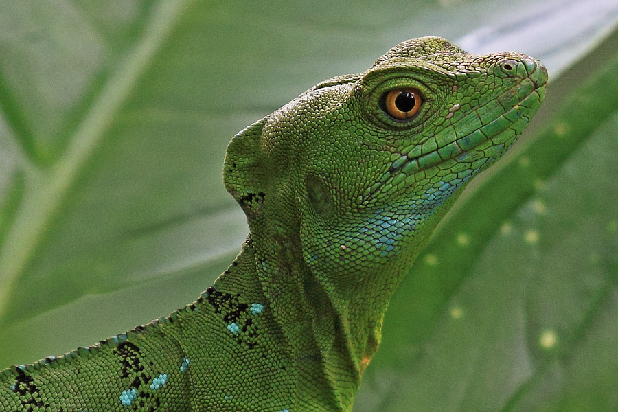 Iguana Verde