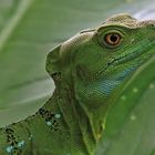 Iguana Verde