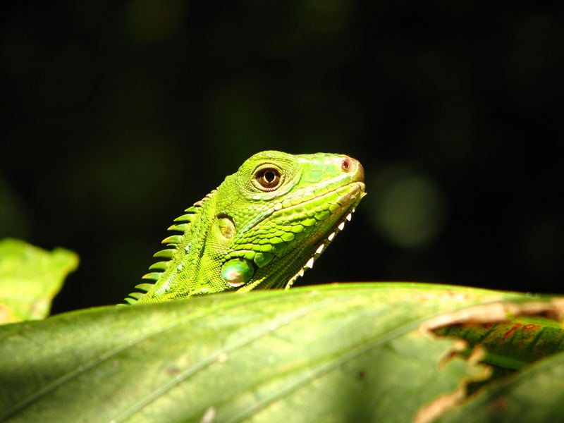 Iguana Verde