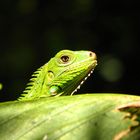 Iguana Verde